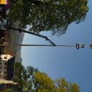 Maibaum 2026
