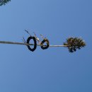 Maibaum 2026